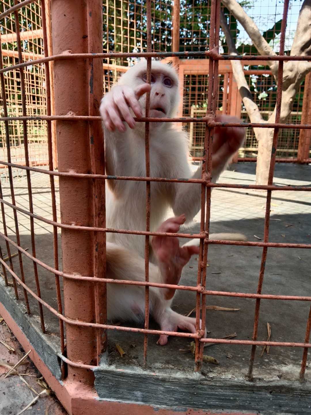 Kera putih Ekor Panjang