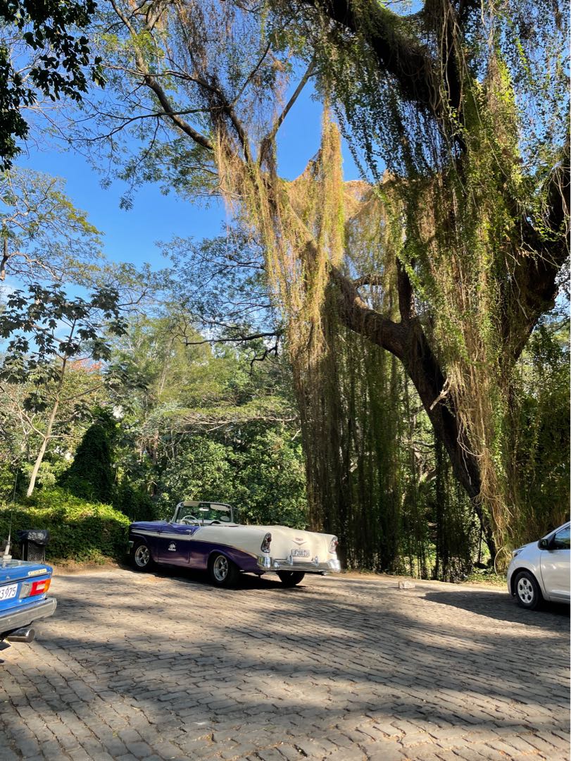 #El bosque