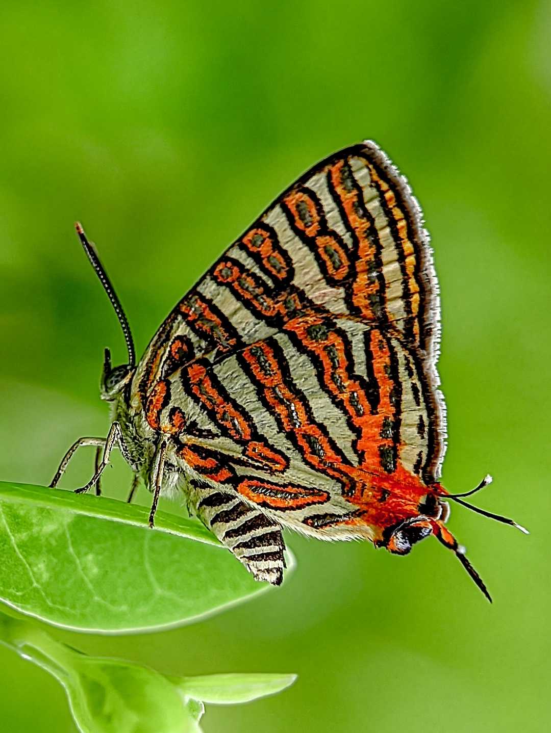 Whispers of Wings