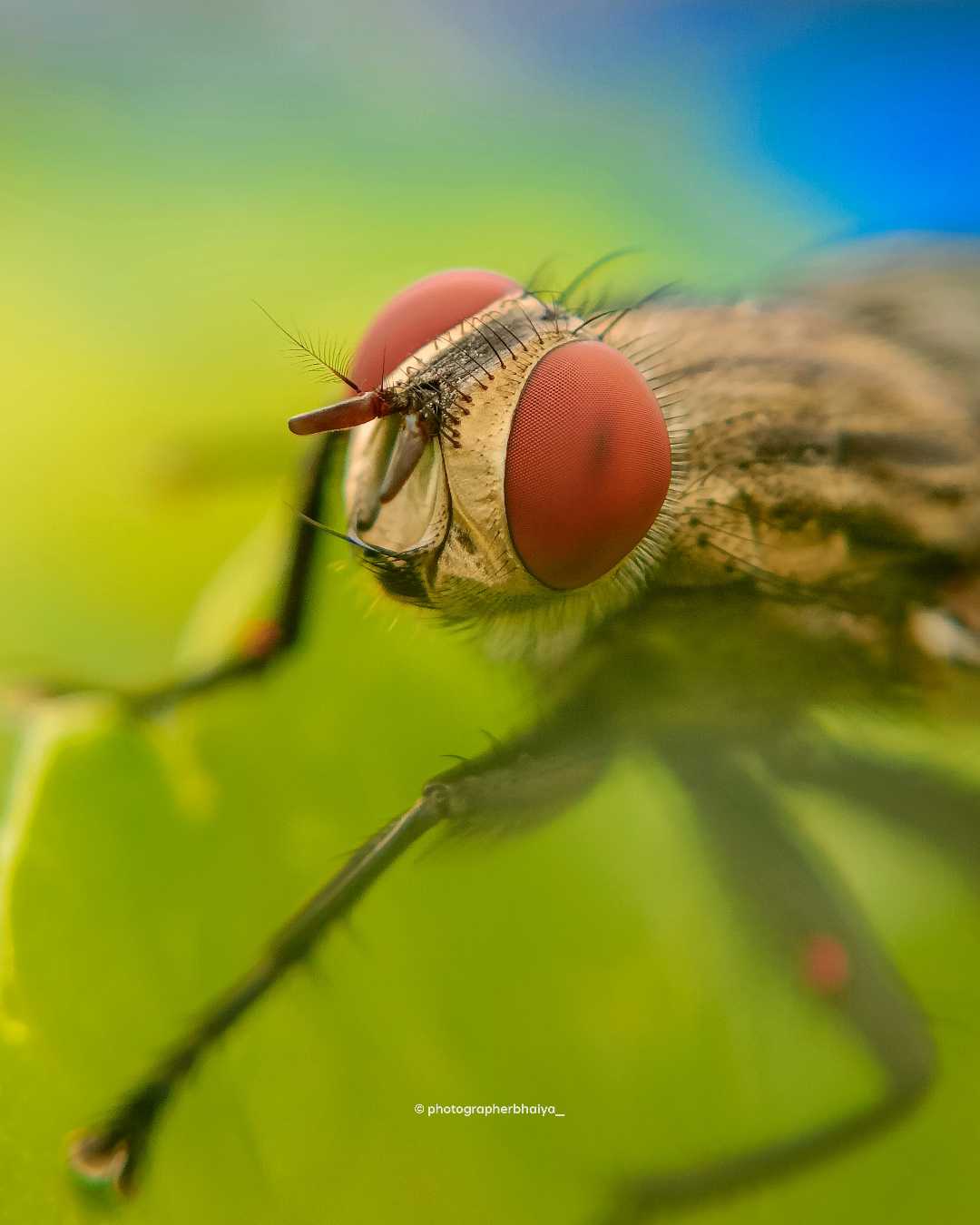 The housefly