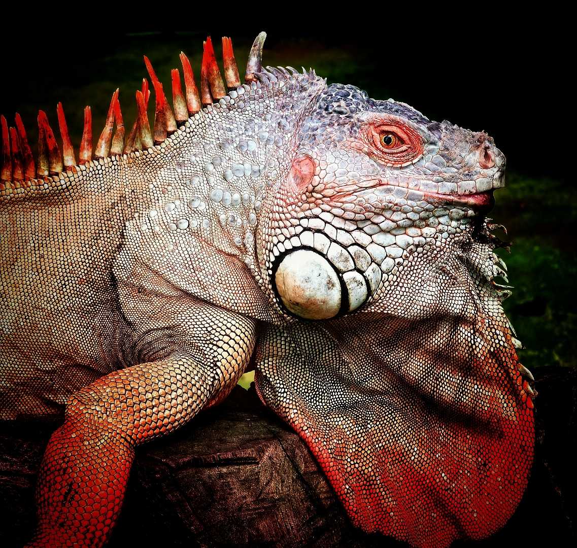 Iguana