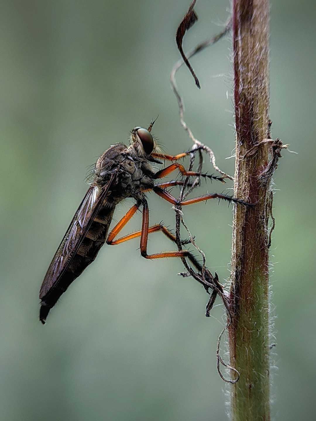 Robber Fly