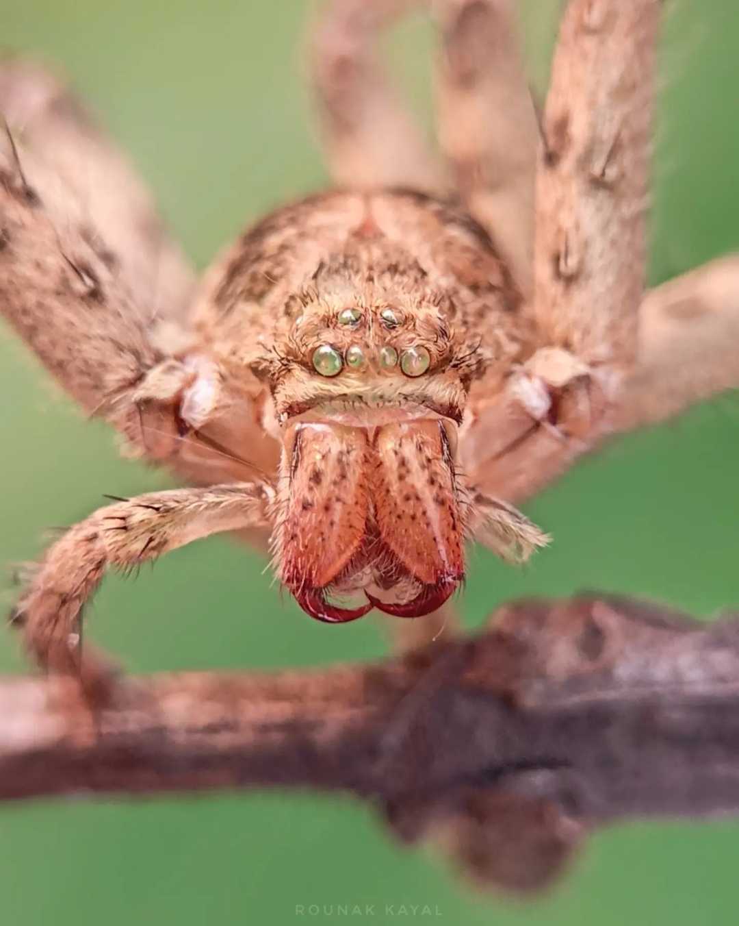Skin of Huntsman spider. 