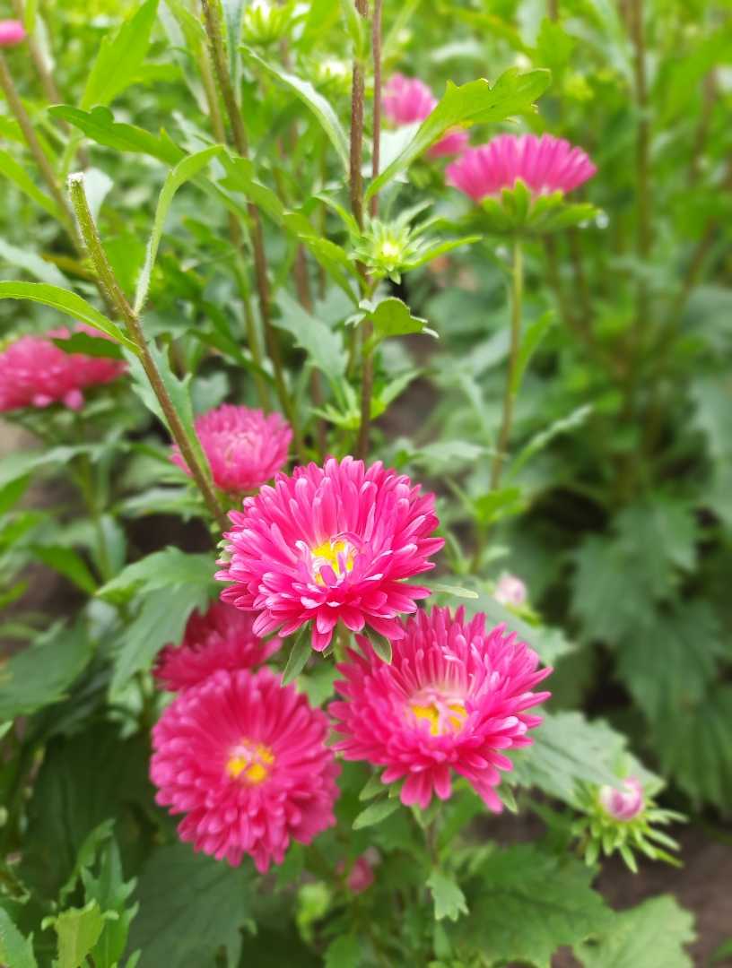 🌼
