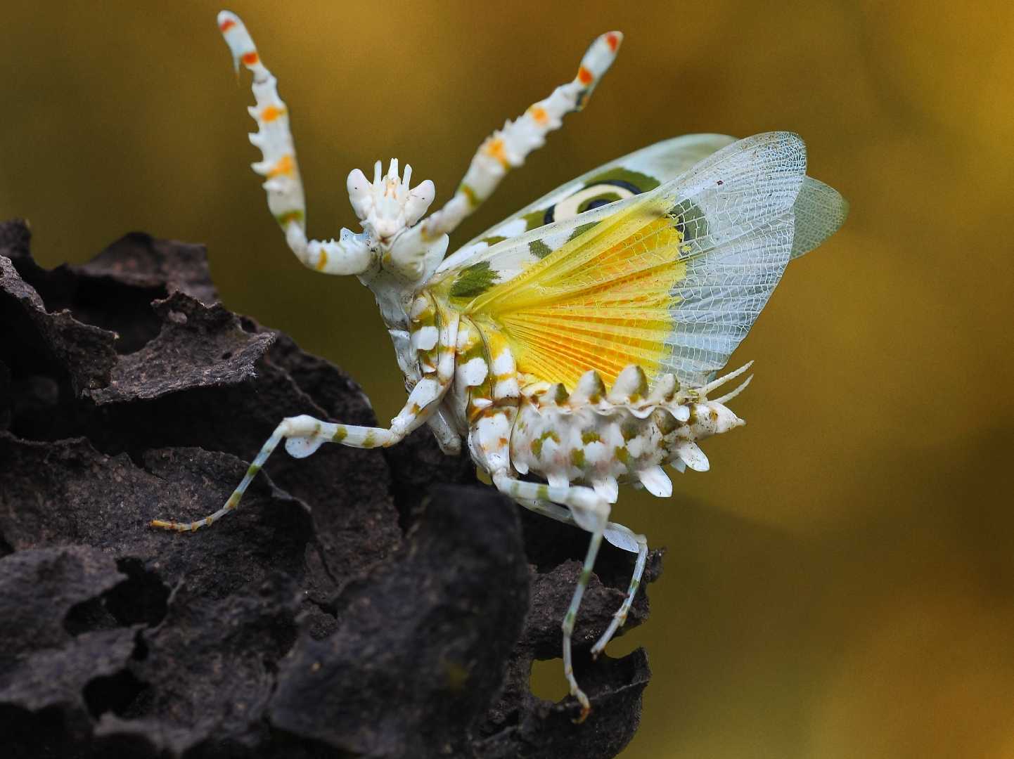 flowers mantis
