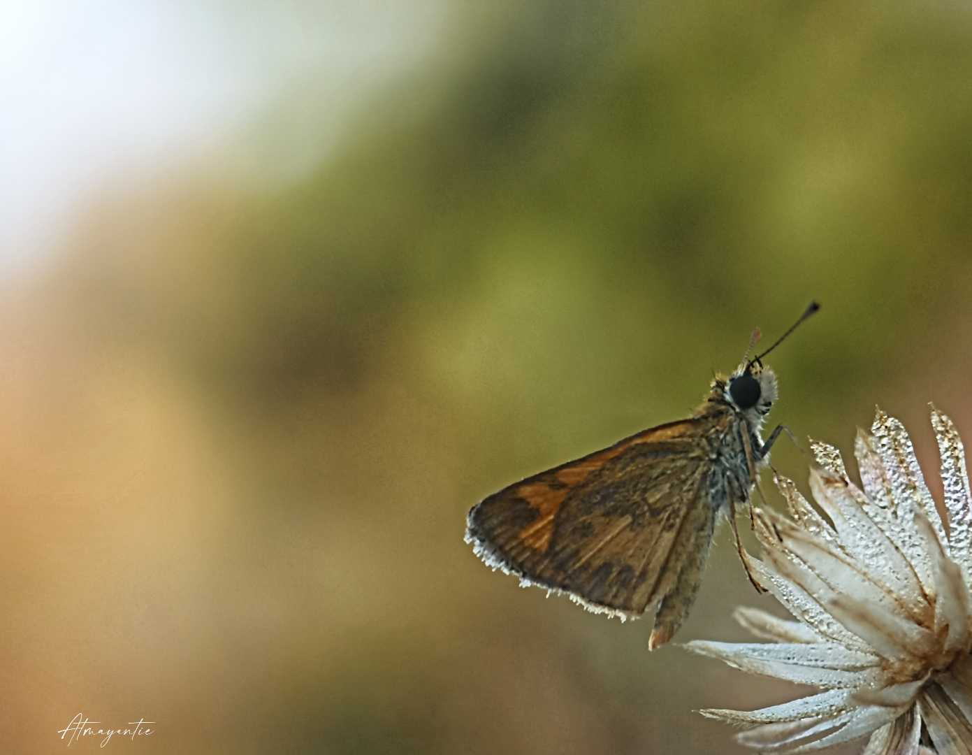Broad-winged Skipper (Negative Space) 
