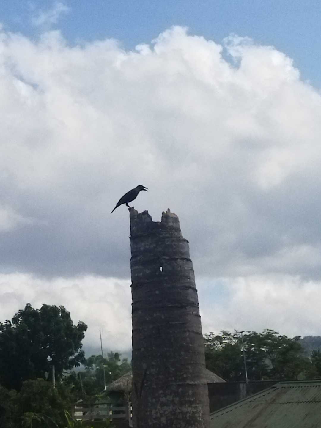 crow 🐦‍⬛