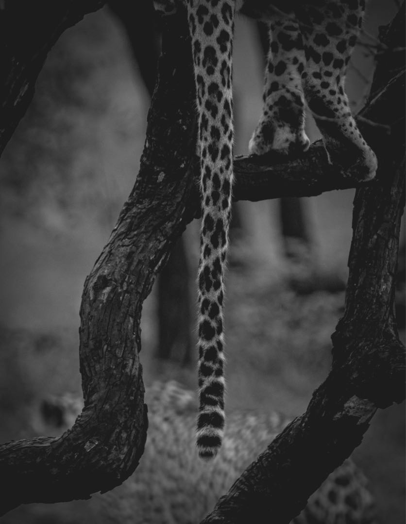  jhalana leopard safari, Jaipur, Rajasthan 