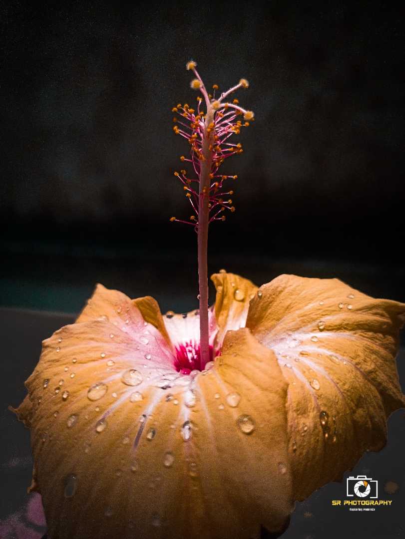 Hibiscus🌺