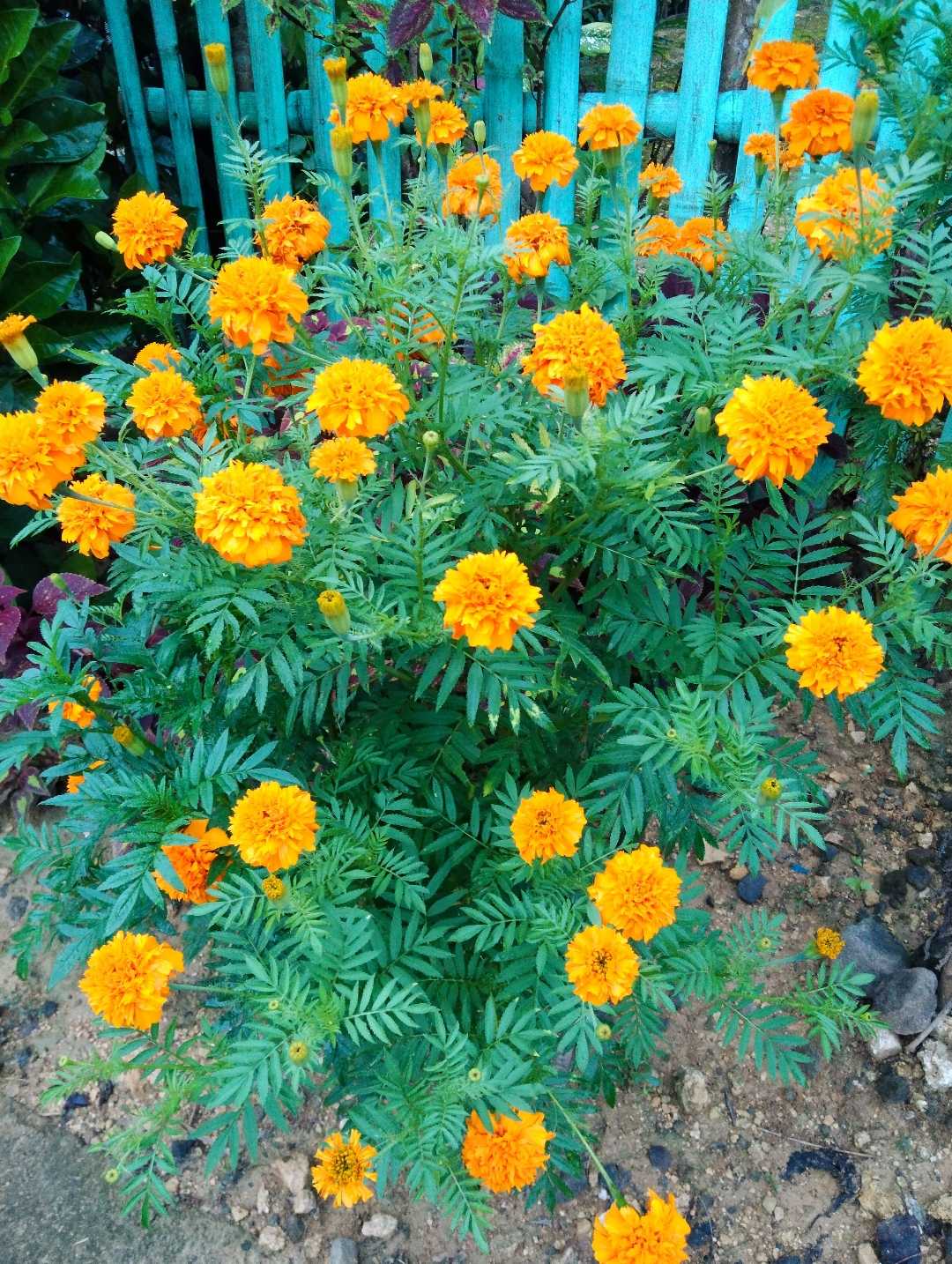 Marigold in full bloom