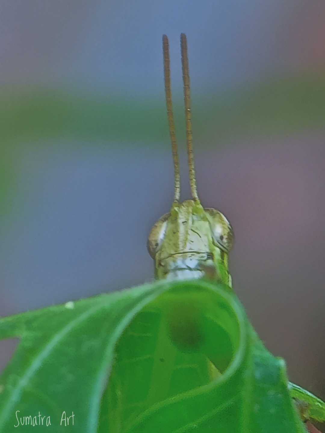 Grasshopper