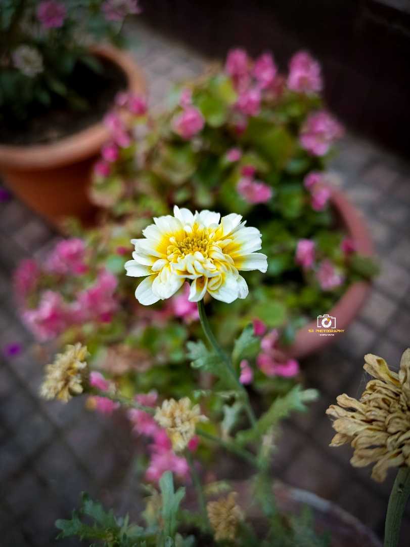 #flower
