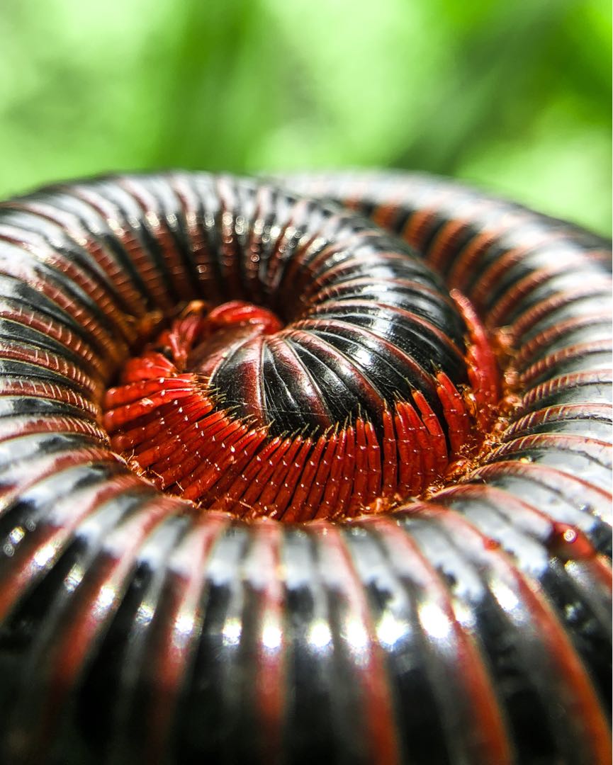 Centipedes || Kaki seribu 