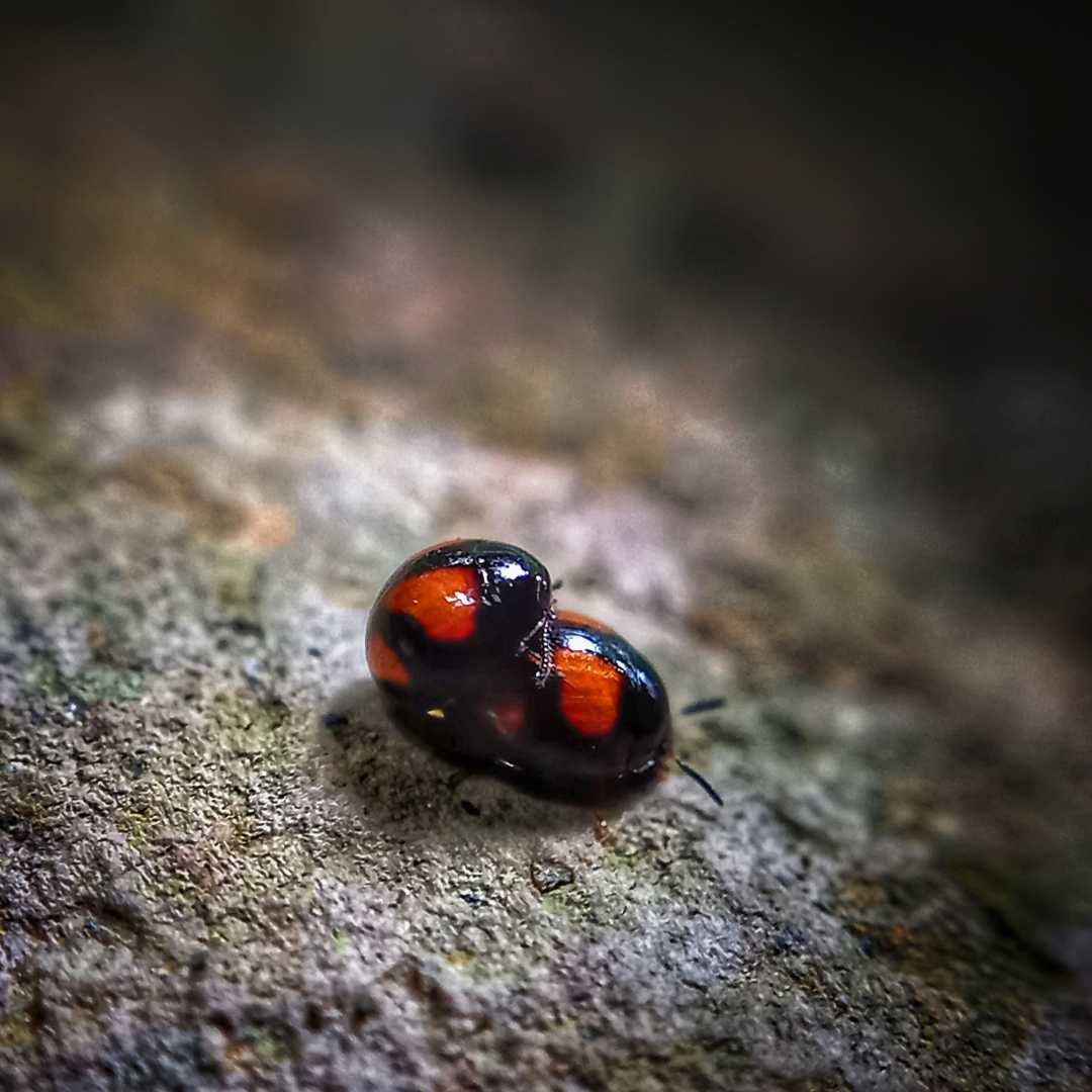 Chilocorus Stigma