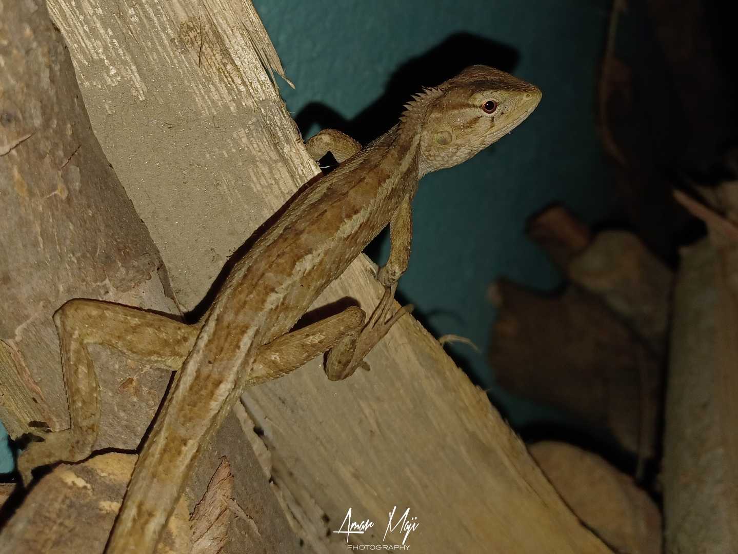Blind eyes! 