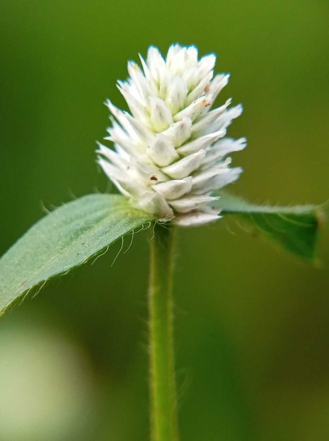 Filoxeroides Alternanthera