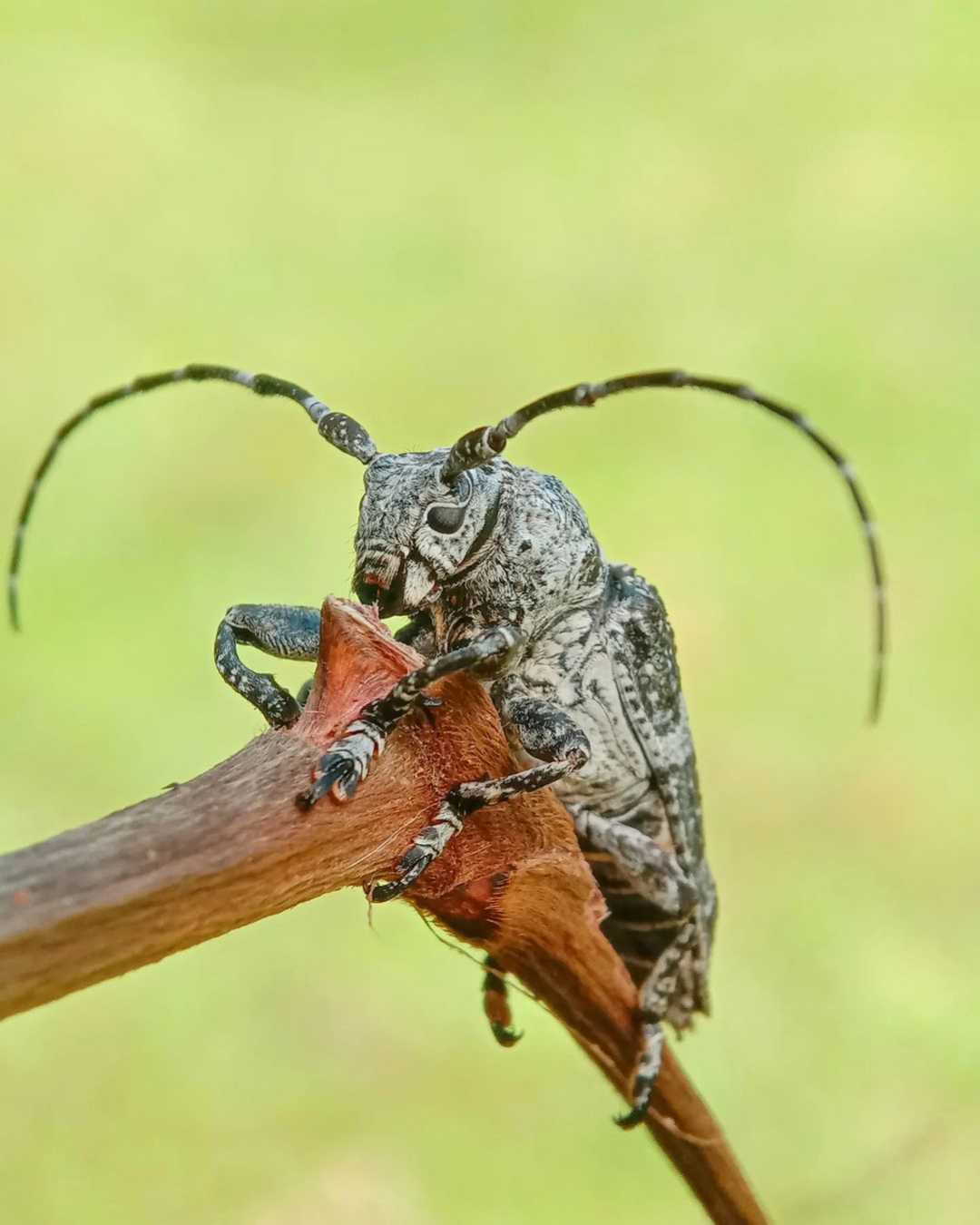 Cerambycidae