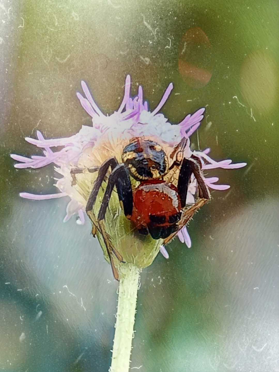 spider art