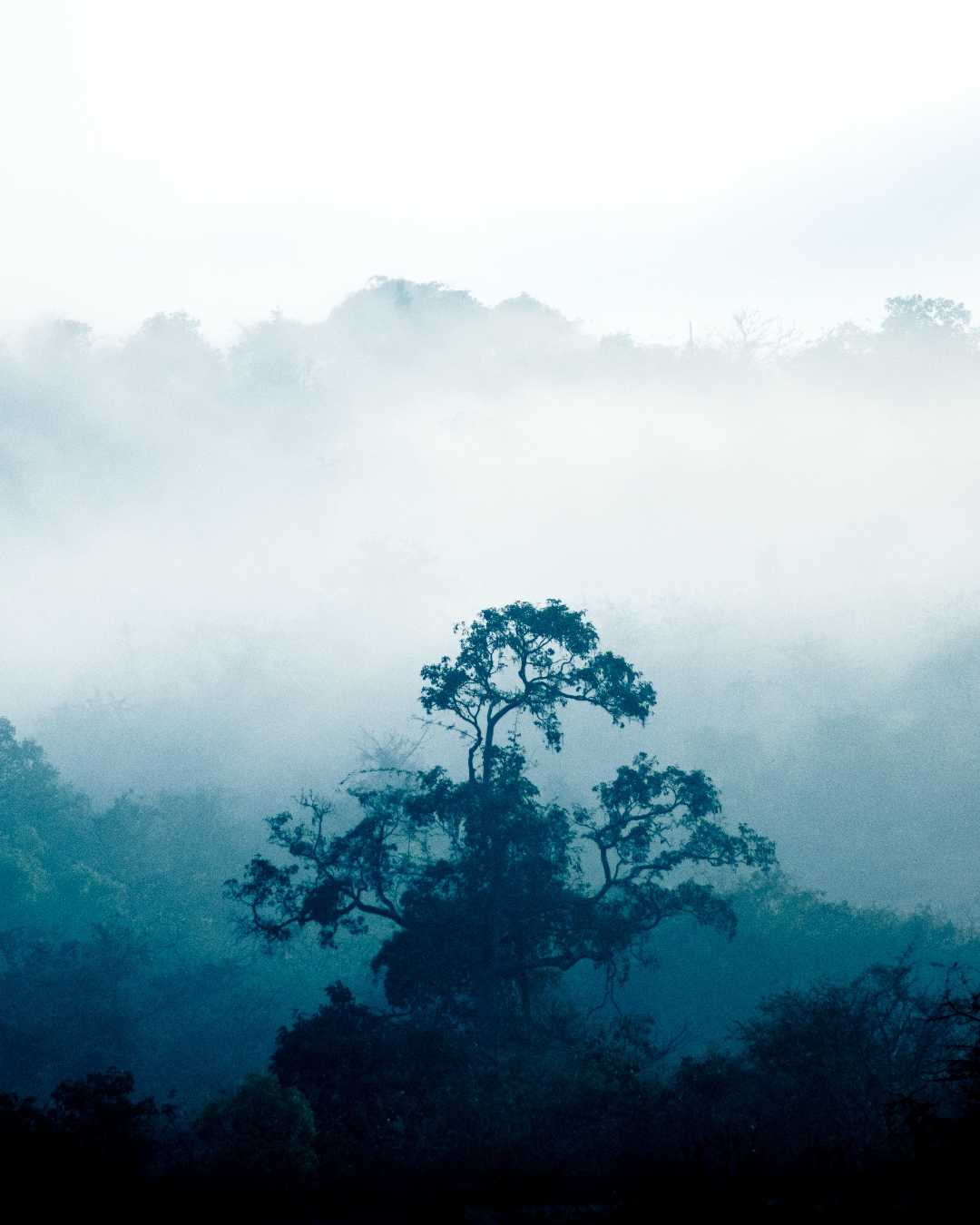the foggy one
