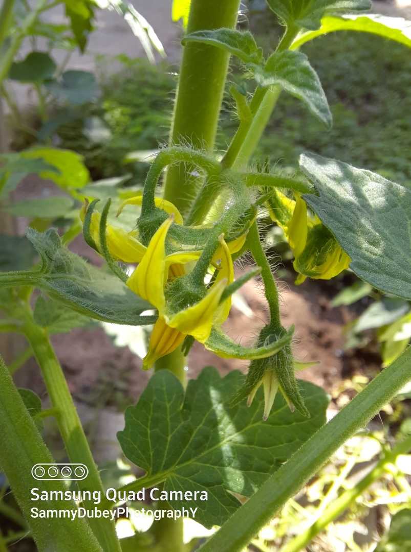 কুমড়া ফুল