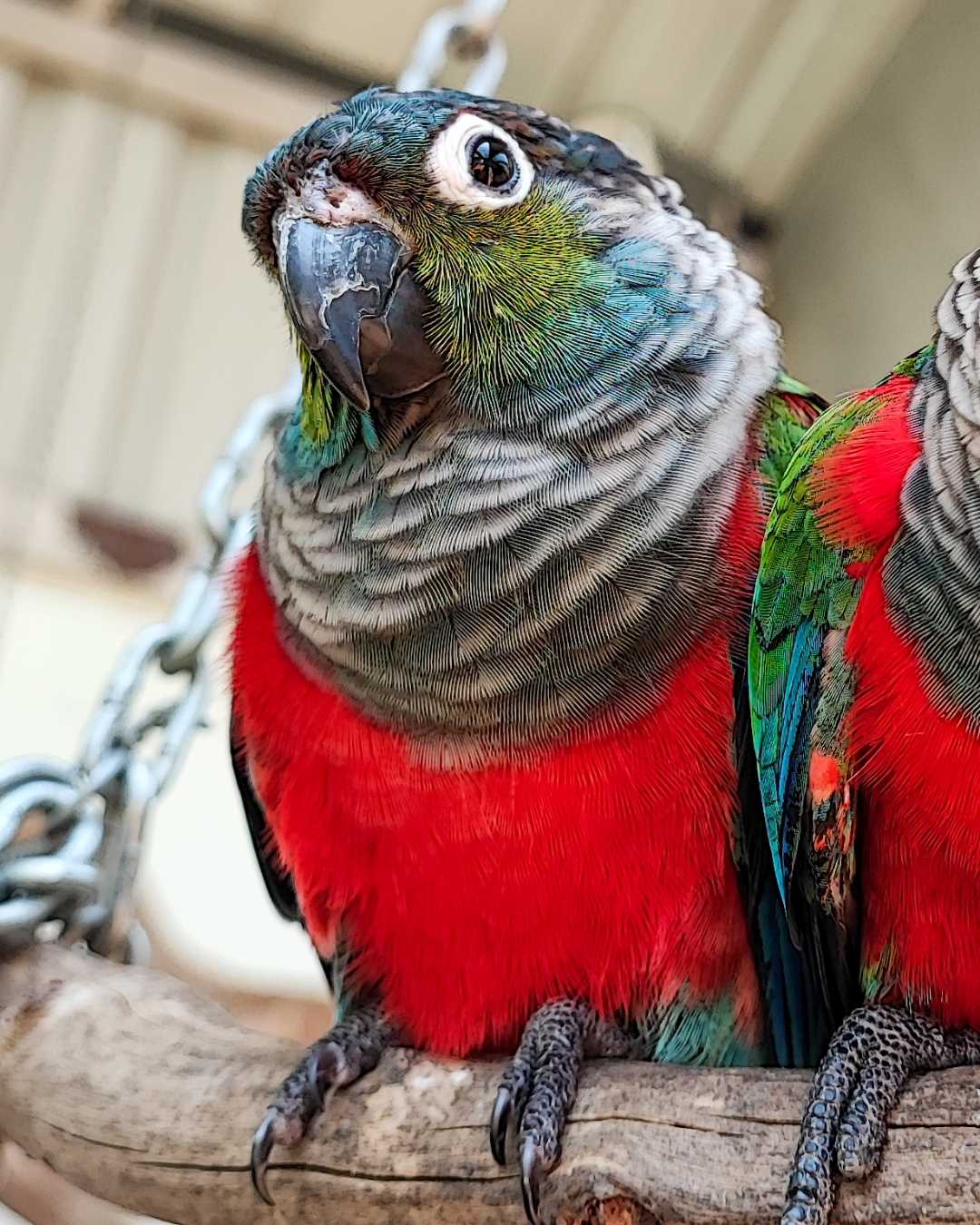 Parrot