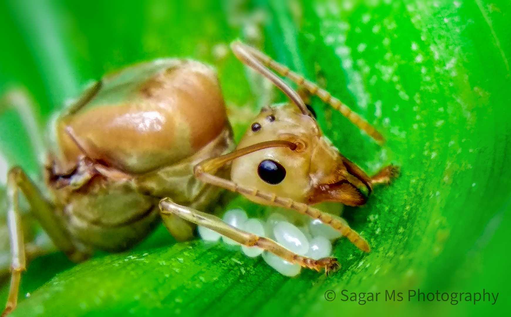 Oecophylla smaragdina