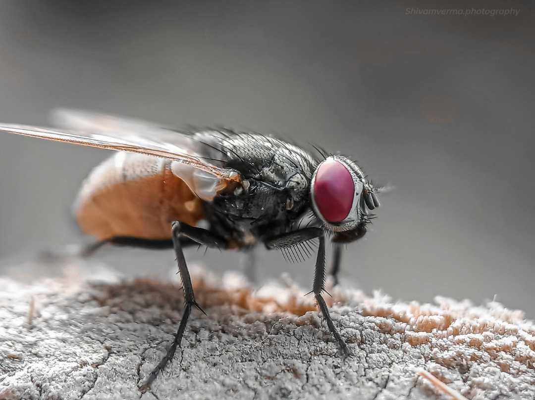House Fly