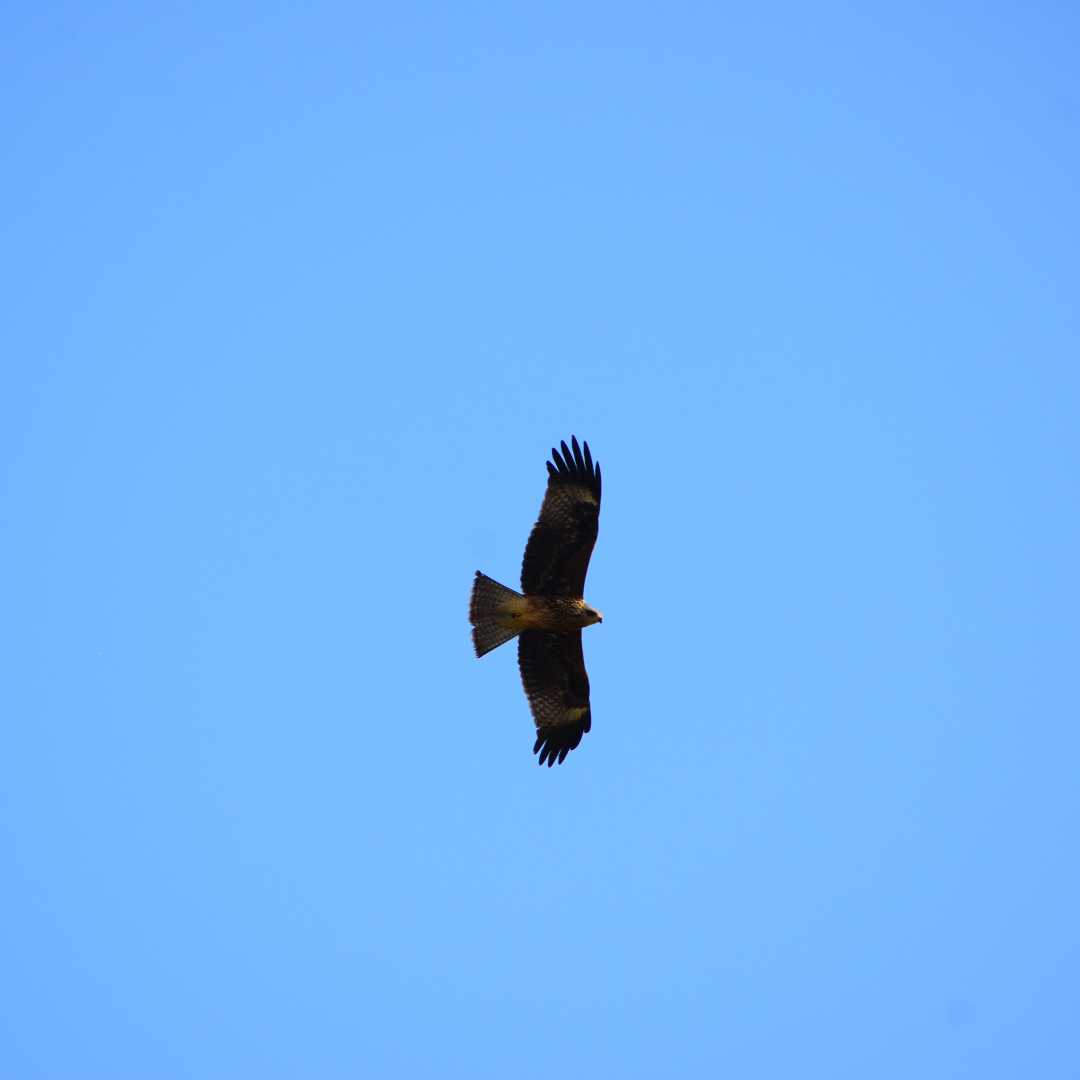 egale 🦅