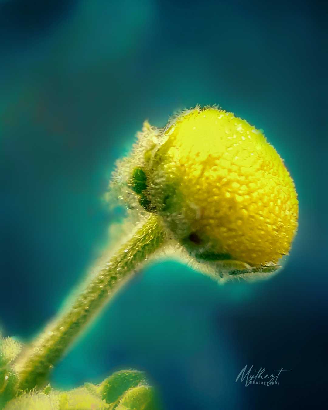Bunga Granea