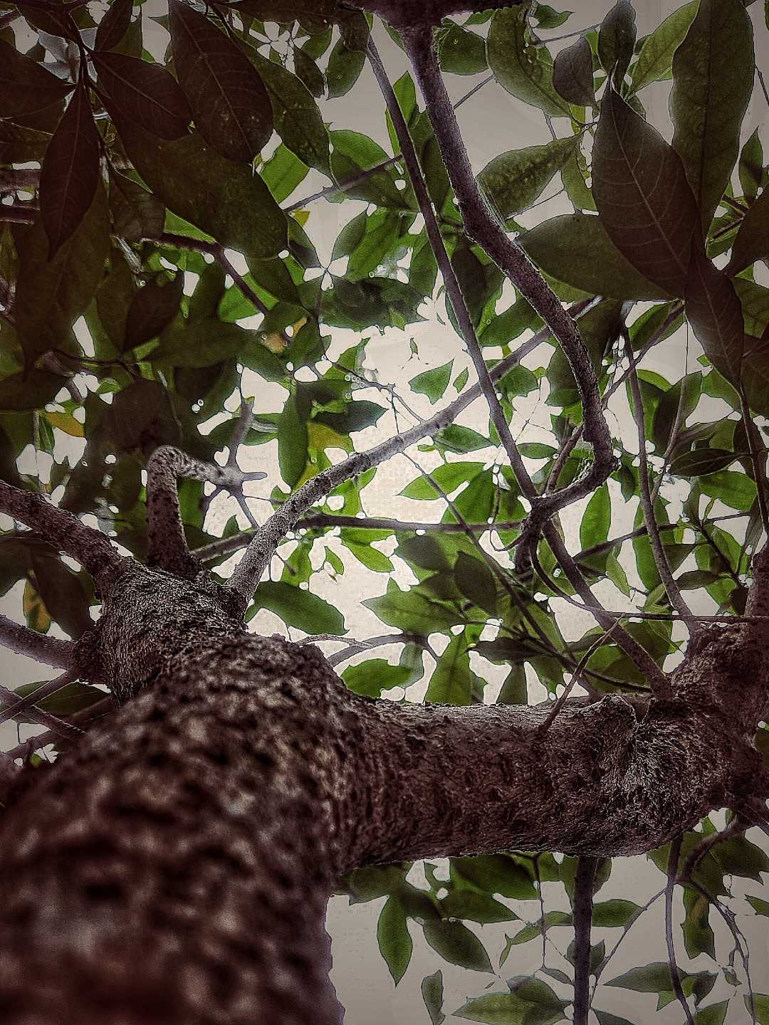 Low Angle 