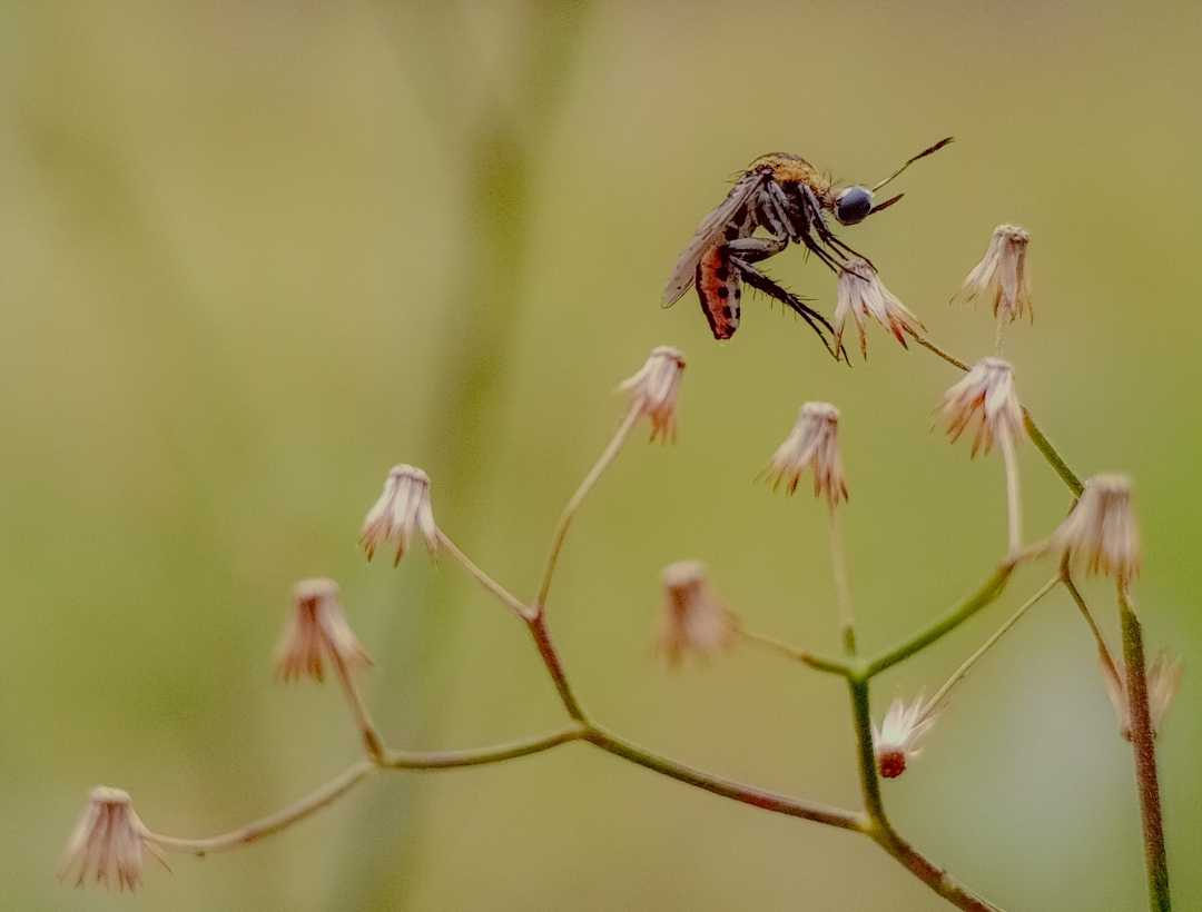 toxophora