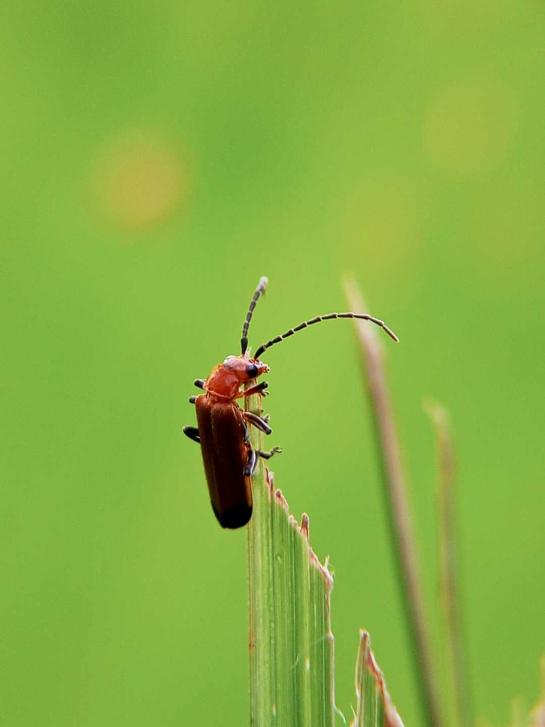 Rhagonycha fulva