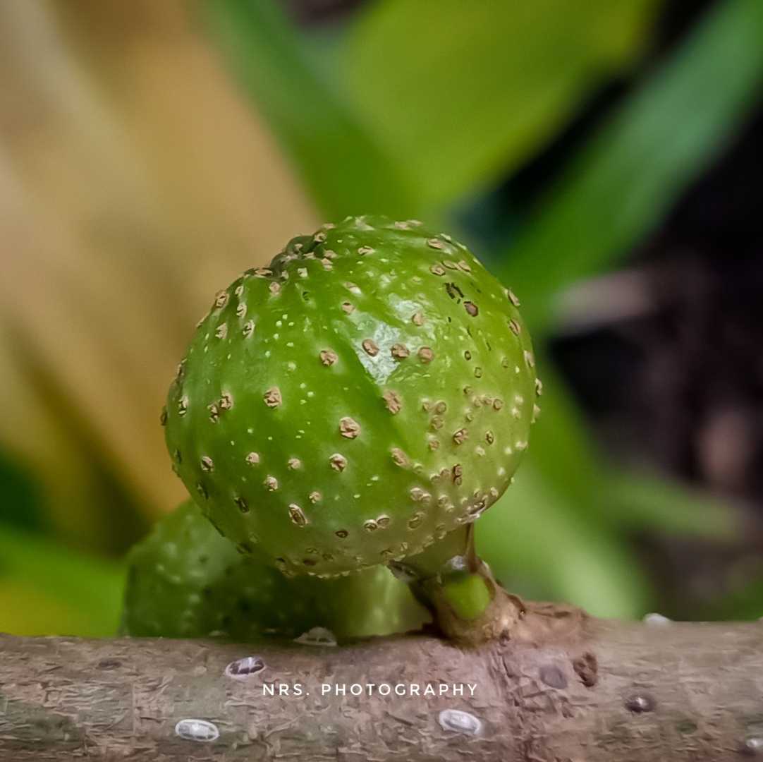 Buah tanaman Ficus (Ara)