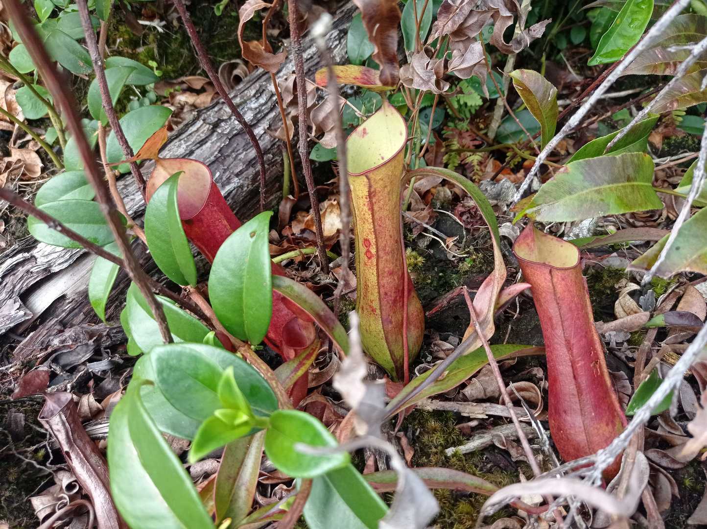 Kantong Semar / Nepenthes