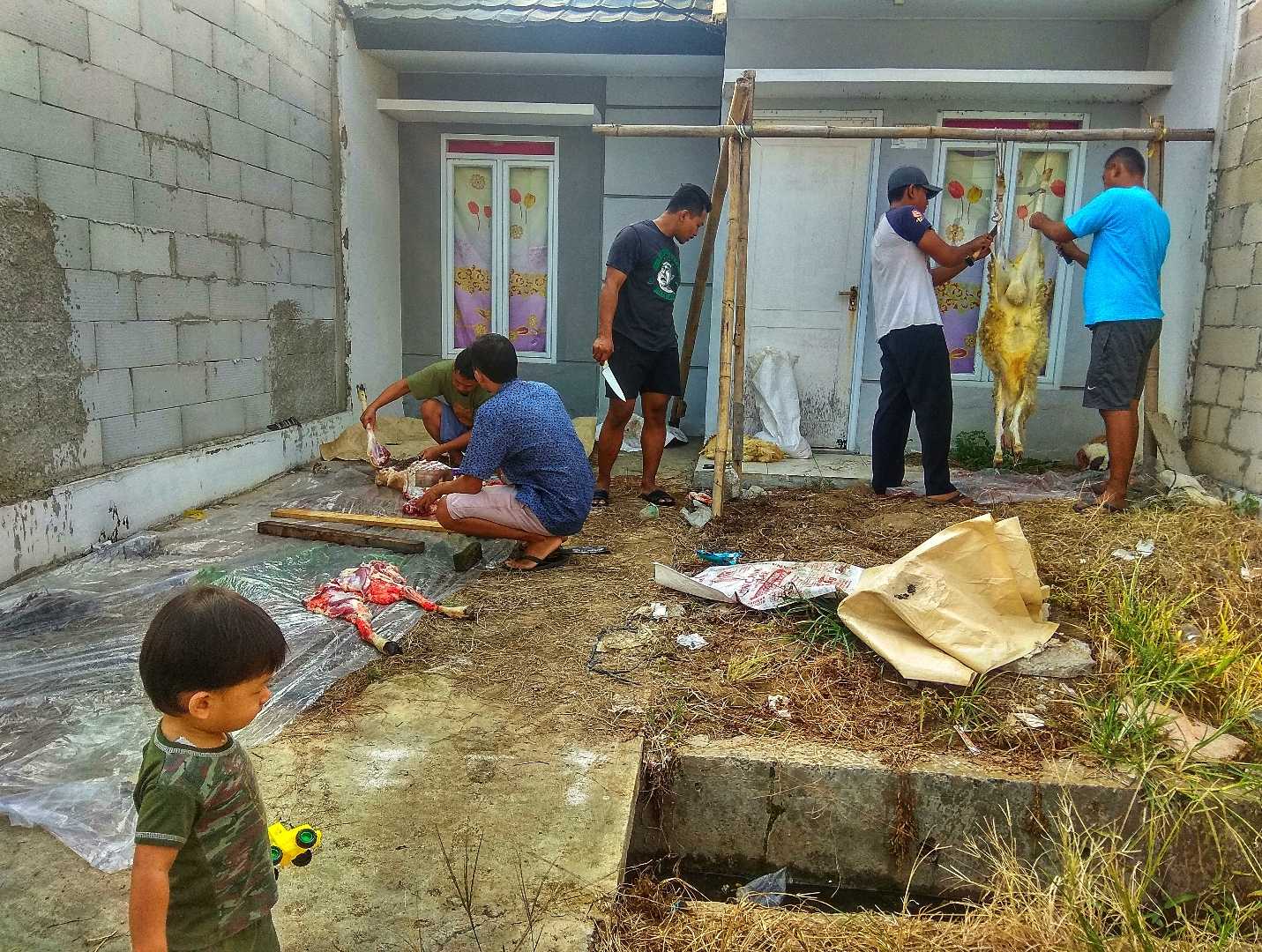 Qurban Domba