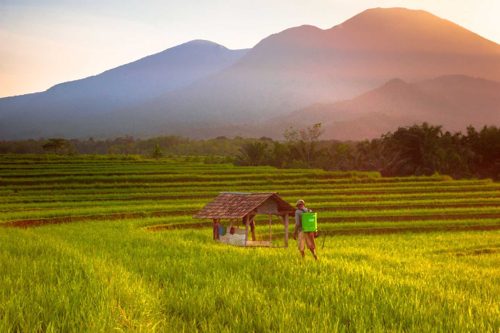 morning light with farmer