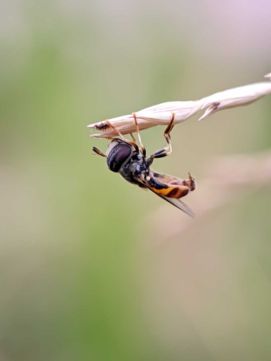 hoverfly