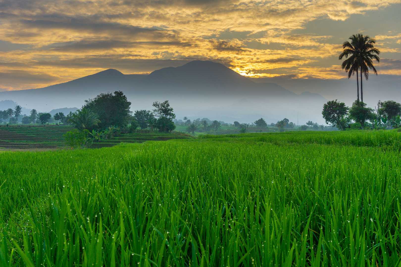 Misty morning at green rice fields