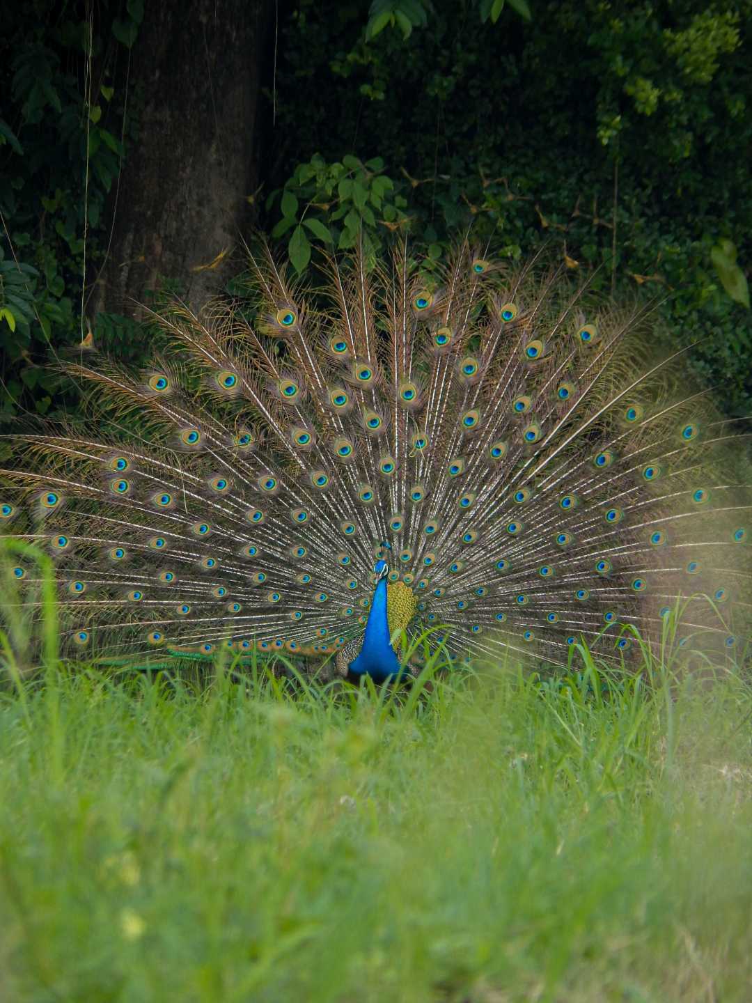 Beauty of my  village