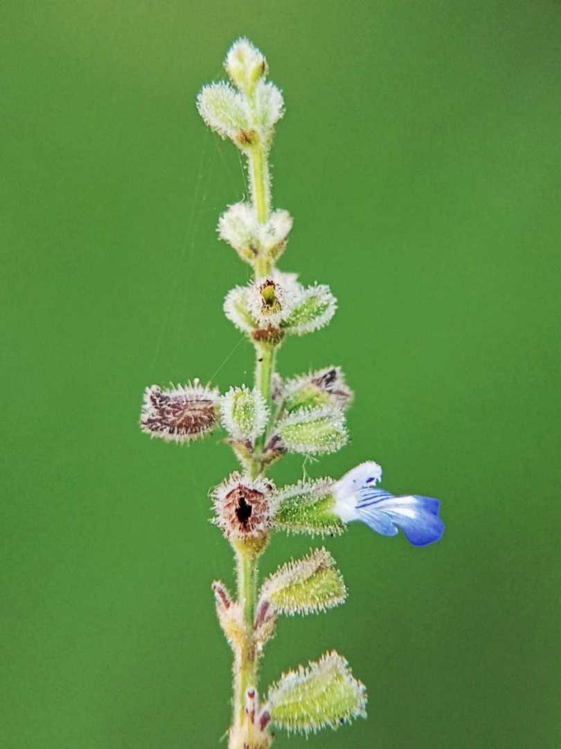 Salvia.
