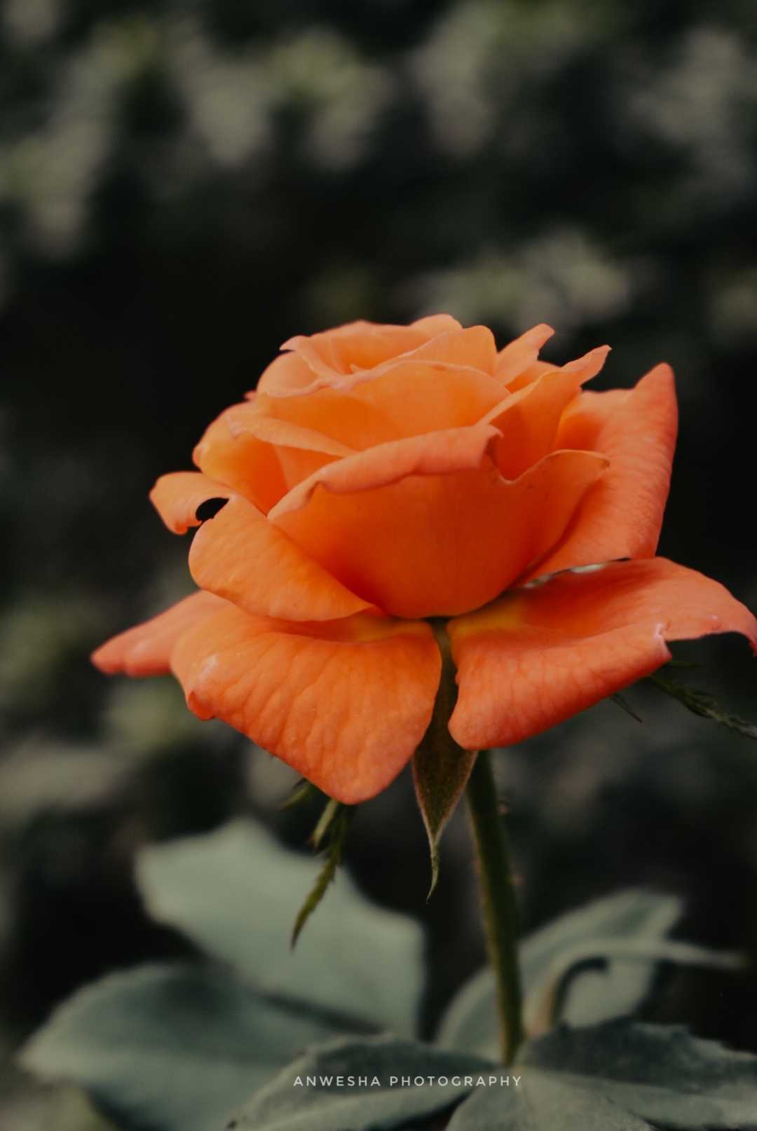 Rose❤