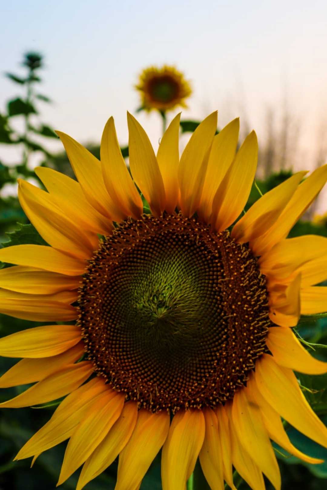 Naturespride 