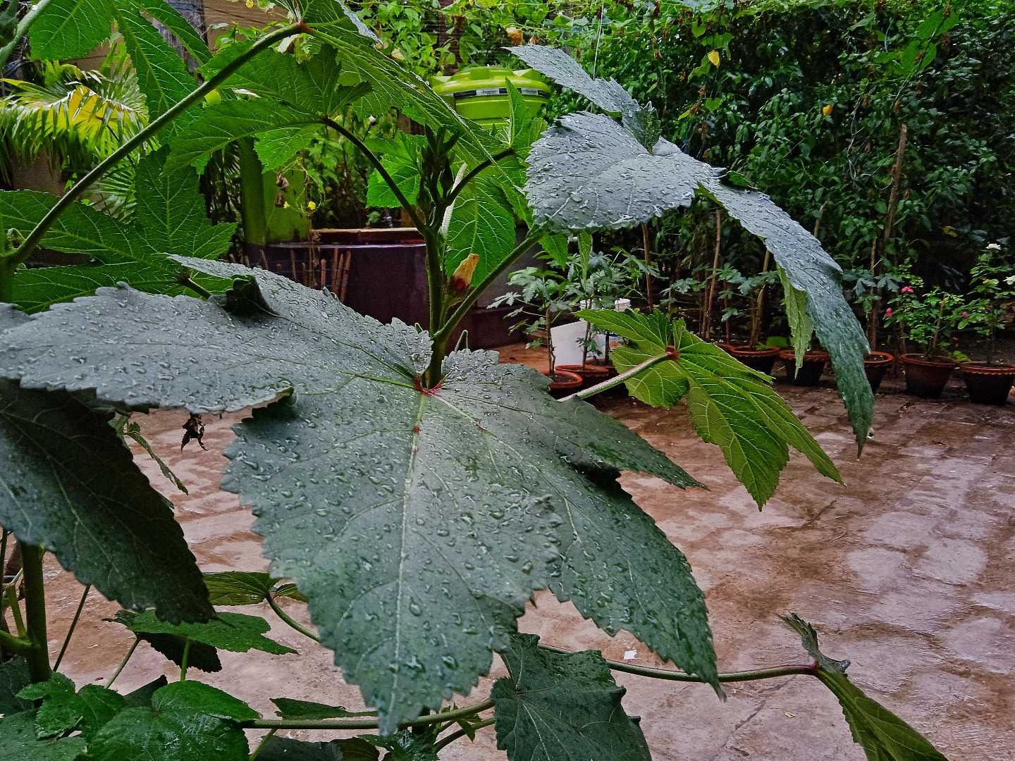 After the rain 🌱