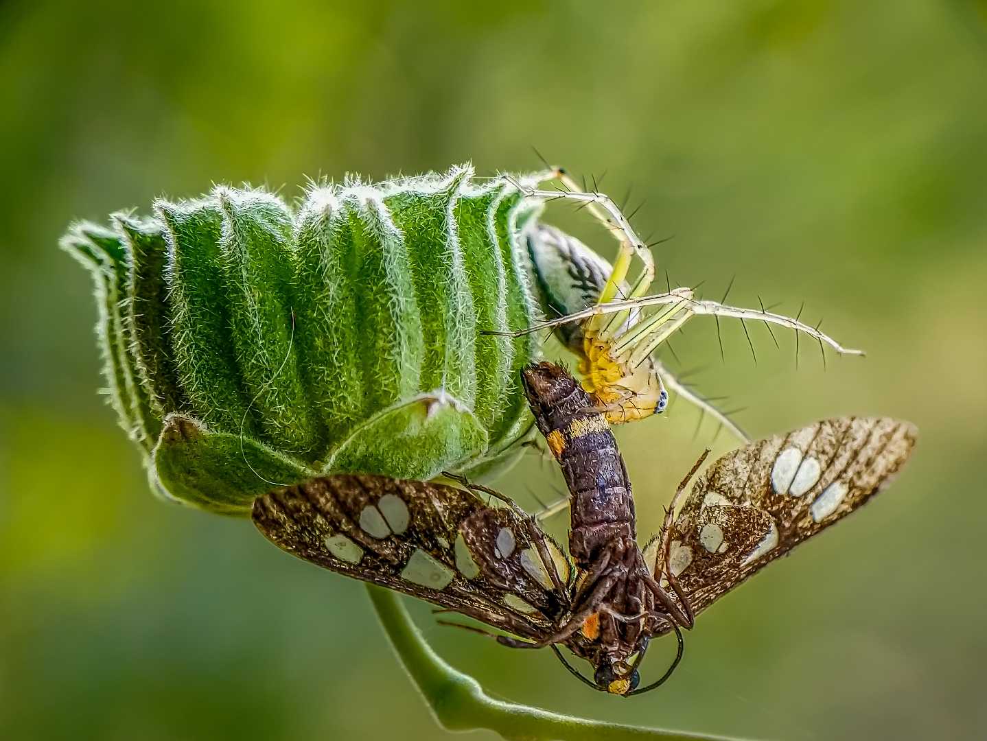 Striped lynx spider killed it's prey 
