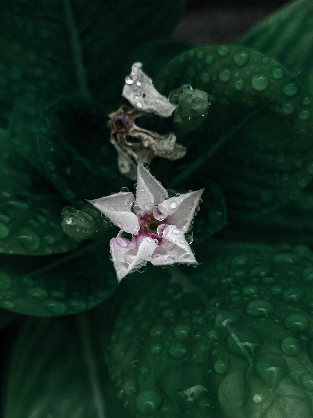flower 🌺