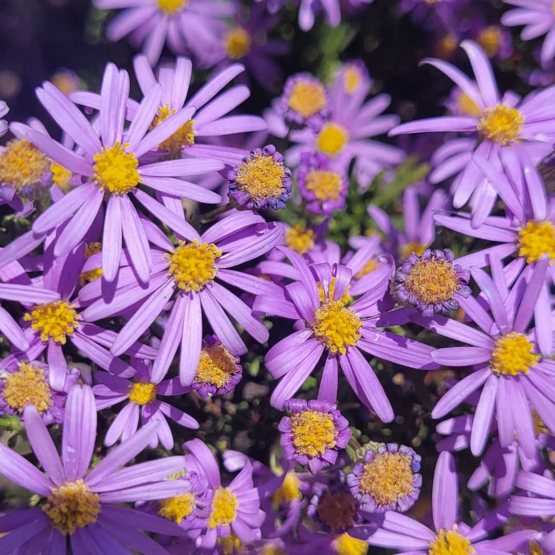 Las Margaritas lilas  💜