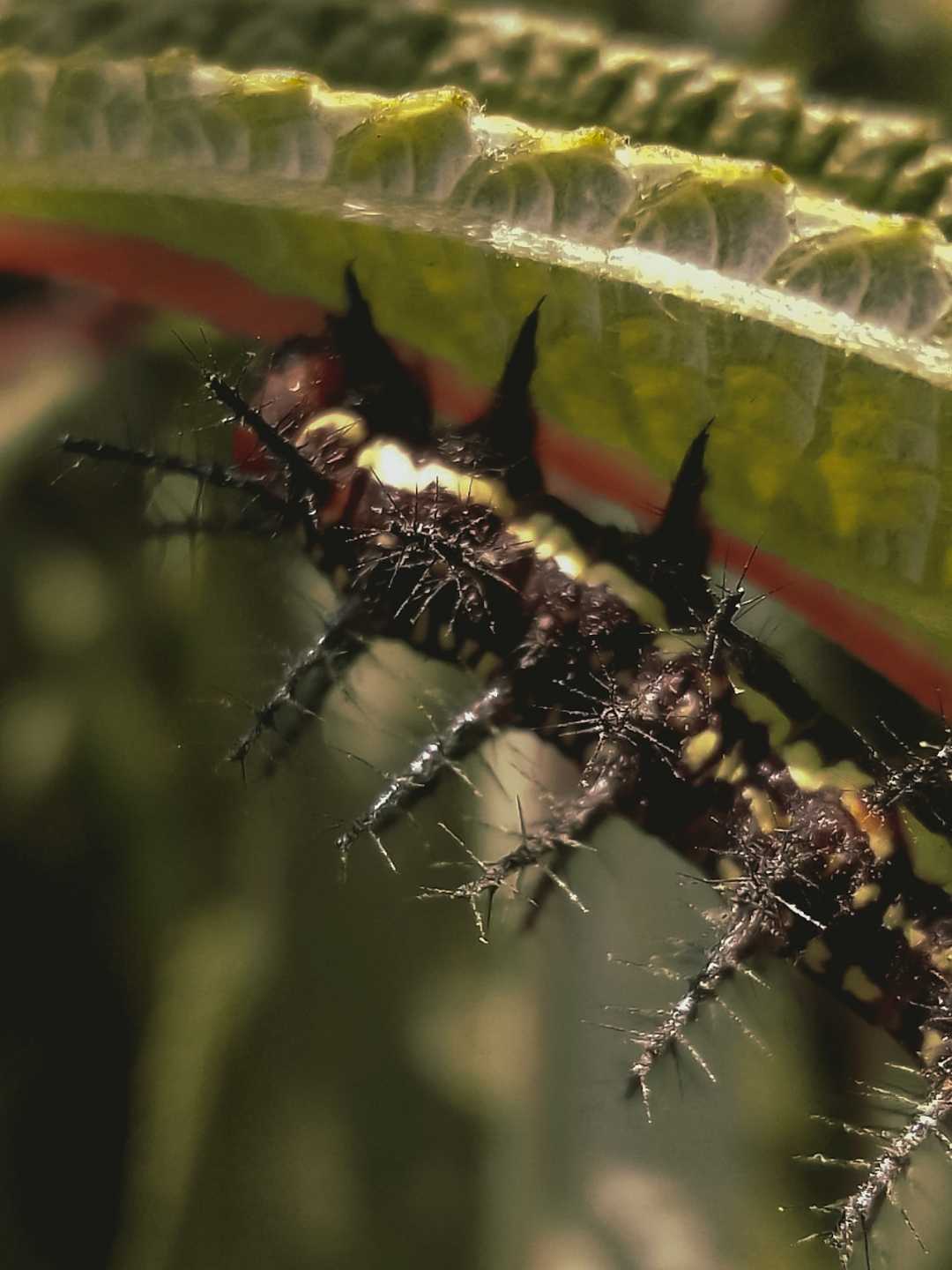 Caterpillar 