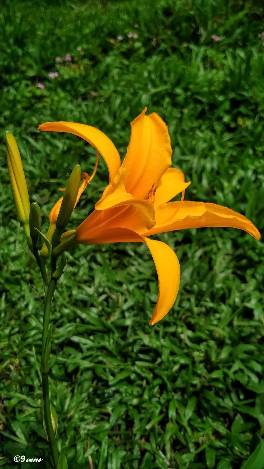 bunga Bakung (Lily)
