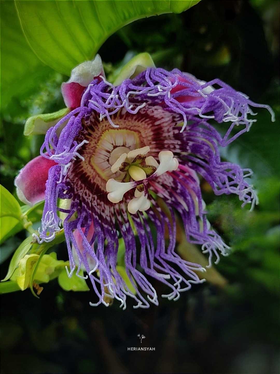 Passiflora