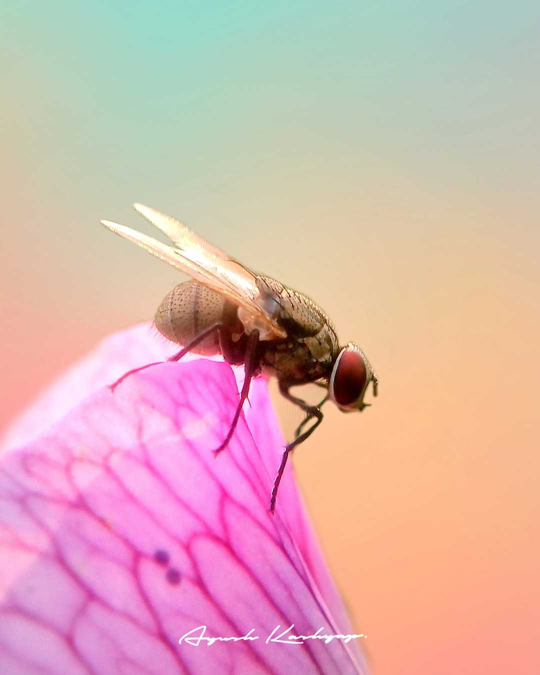 flyy